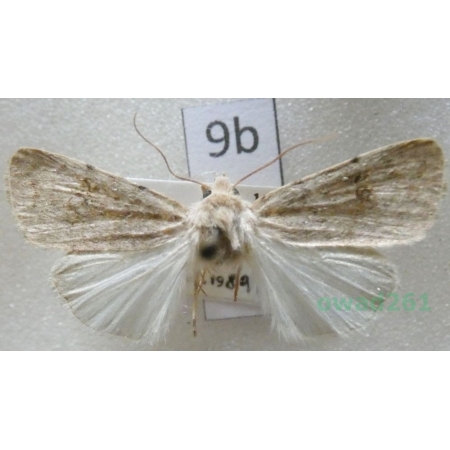 Caradrina kadenii Freyer, 1836 Slovakia9b